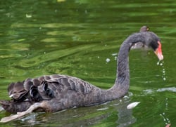 black-swans