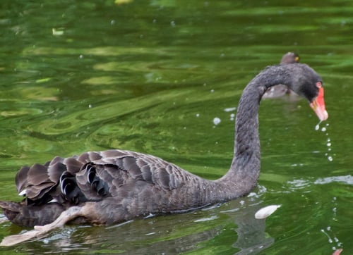 black swans